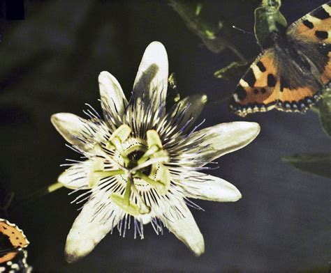  Passion Flower: 1910'ların Gizemli Tutkusu ve Sırlarla Dolu Bir Aşk Hikayesi!